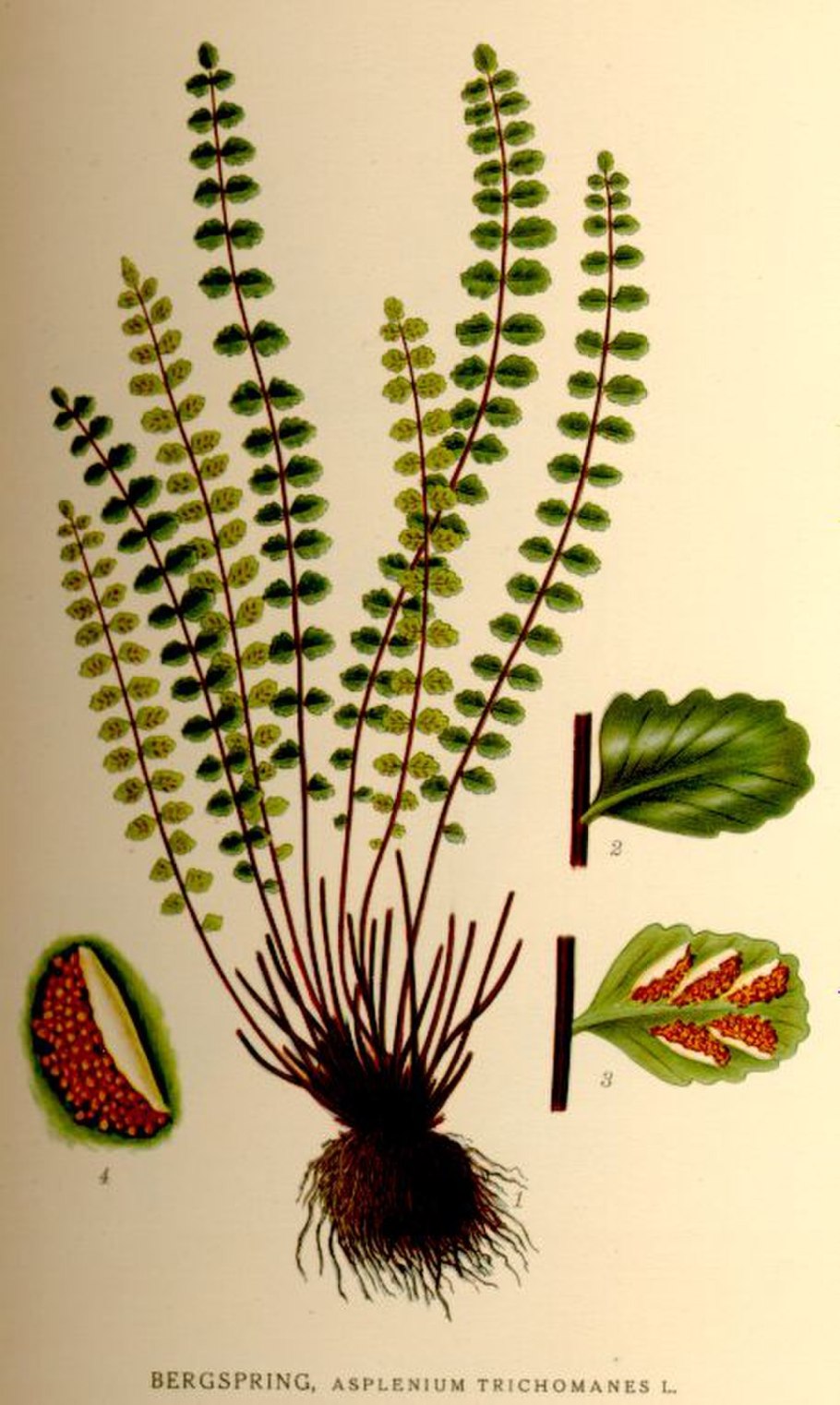 Асплениум волосовидный (Asplenium trichomanes)