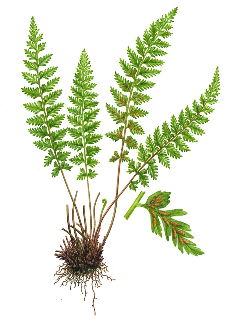 Асплениум волосовидный (Asplenium trichomanes)