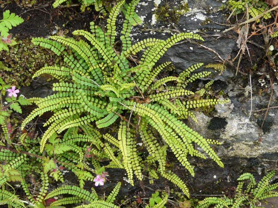 Асплениум волосовидный (Asplenium trichomanes)