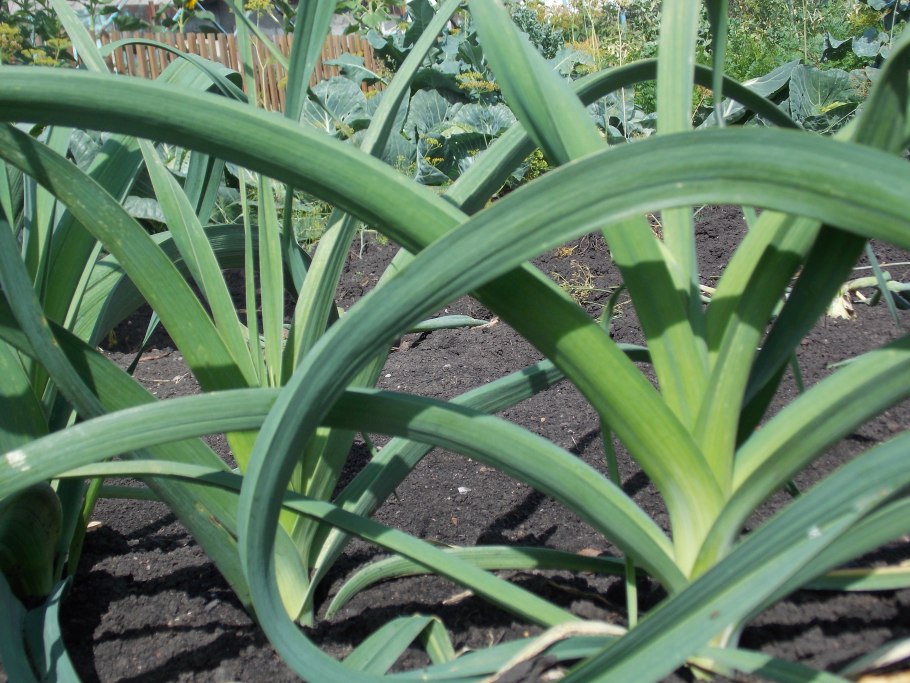 Leek лук порей