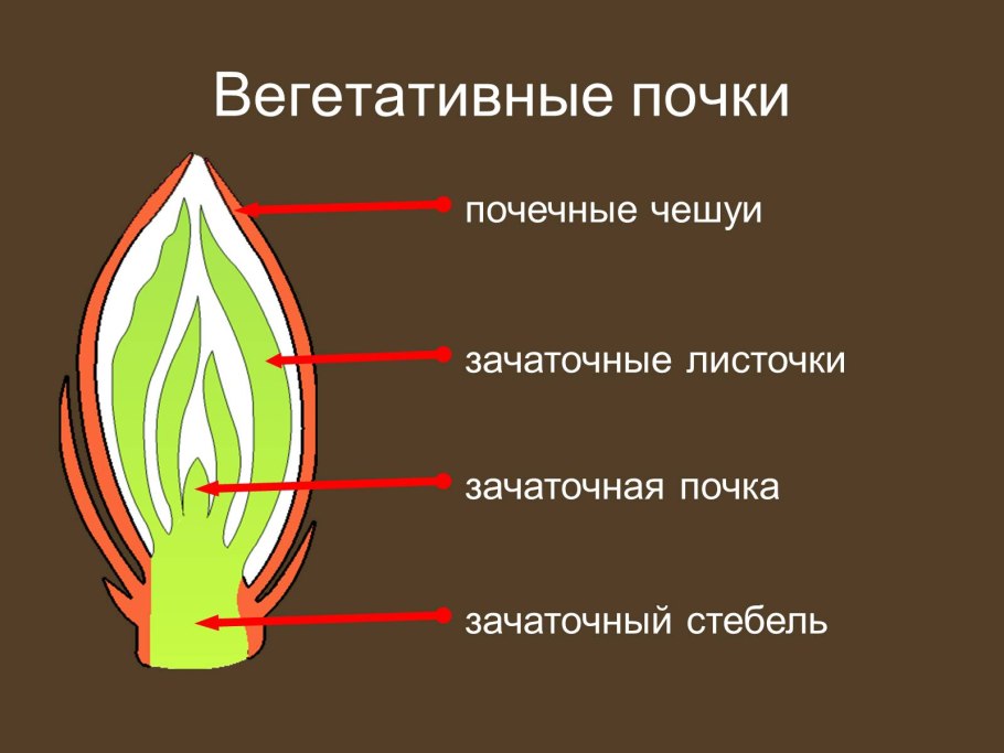Вегетативная почка луковицы