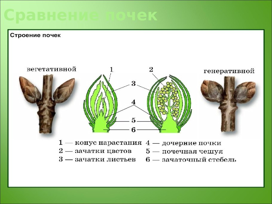 Строение побега ЕГЭ