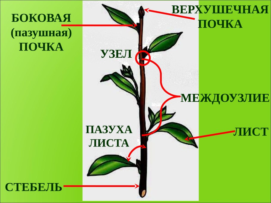 Побег стебель почки междуузелье