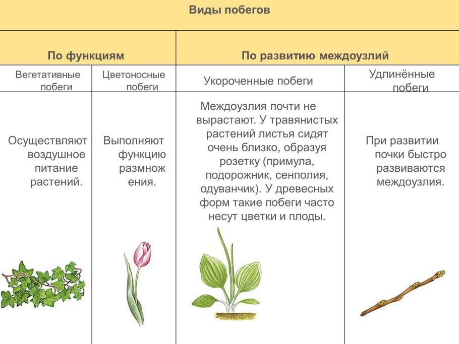 Функции частей почки растений