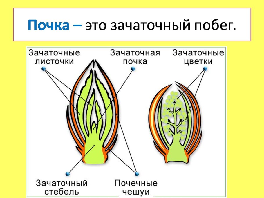 Строение вегетативной и генеративной почки