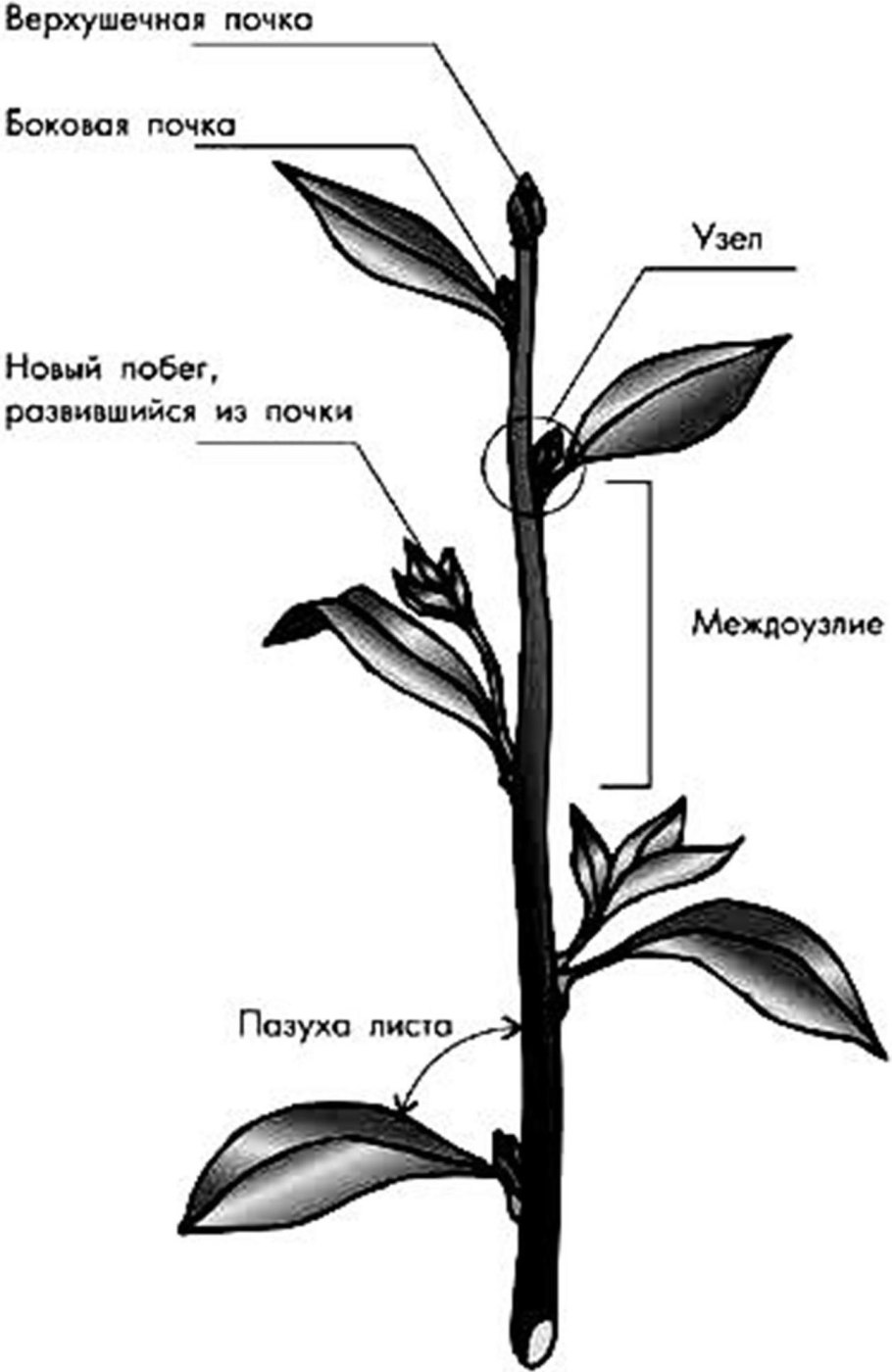 Строение побега цветкового растения