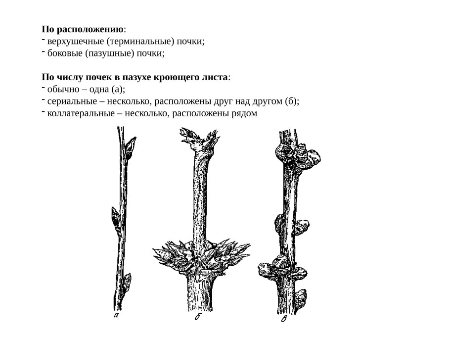 Коллатеральные почки у растений