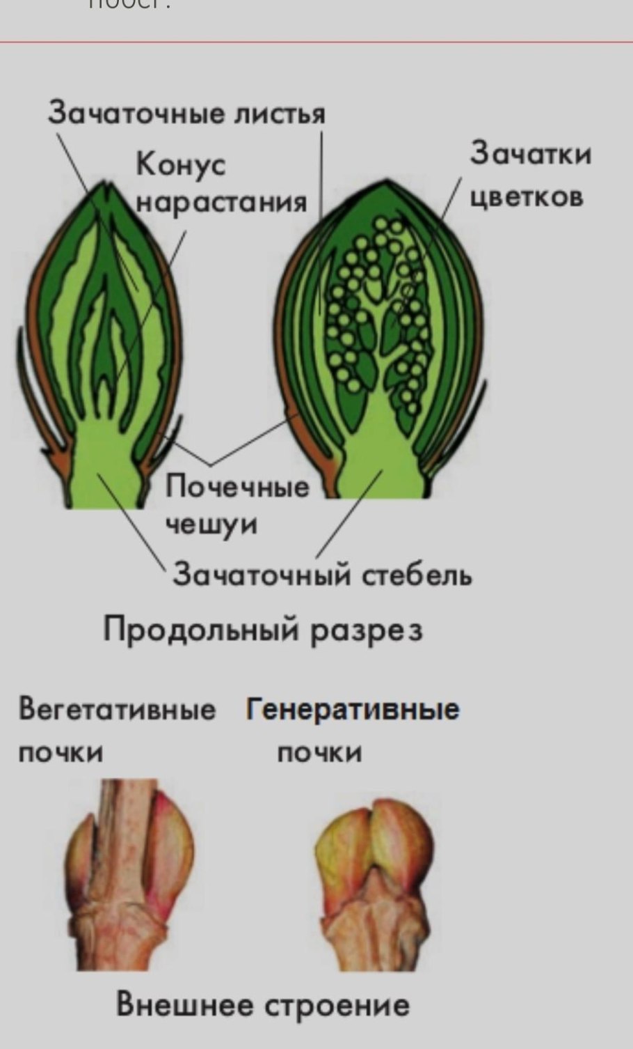 Строение вегетативной почки сирени