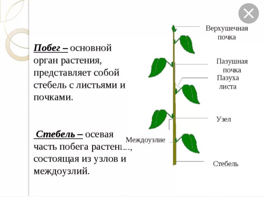 Побег и почки, строение стебля и листа.