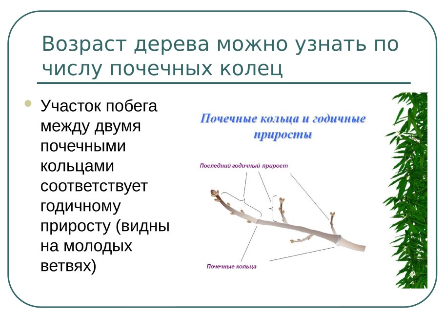 Как определить Возраст ветки