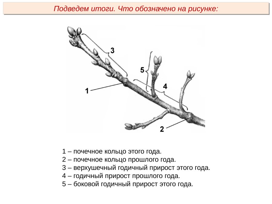 Годичный прирост побега