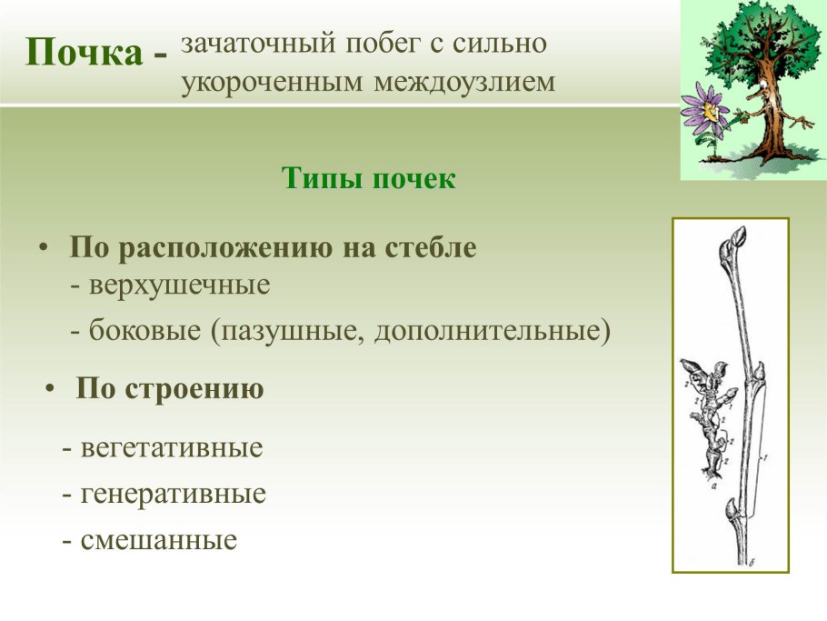 Зачаточный побег с укороченными междоузлиями