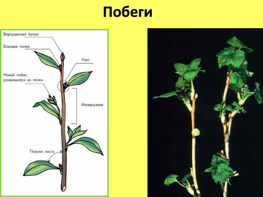 Побег орган растения