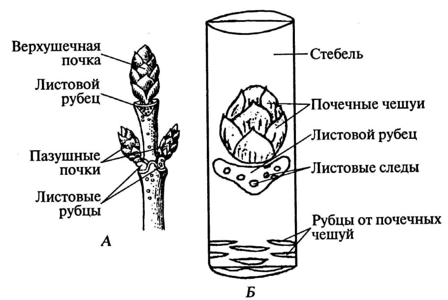 Строение побега листовой рубец