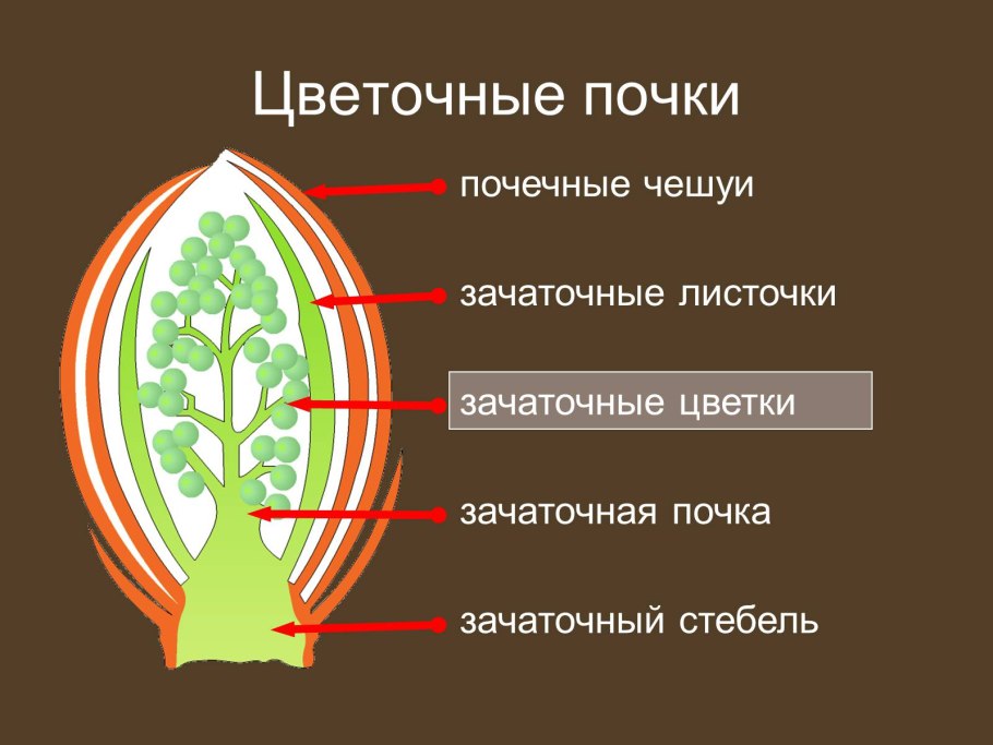Генеративная почка почечная чешуя