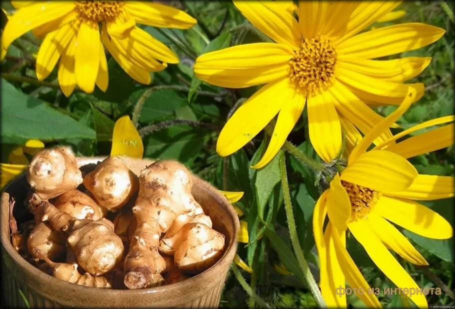 Топинамбур сорт Вадим