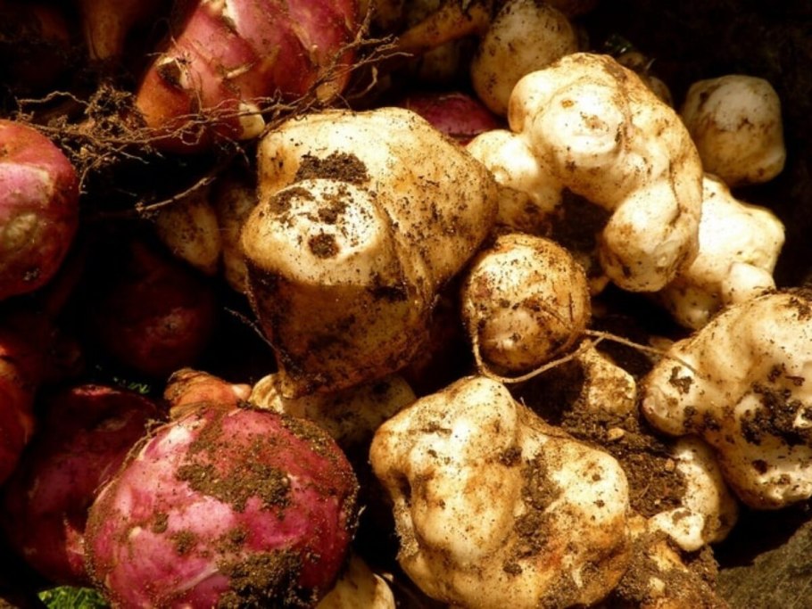 Корнеклубень топинамбур