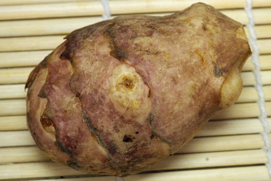 Земляная груша топинамбур