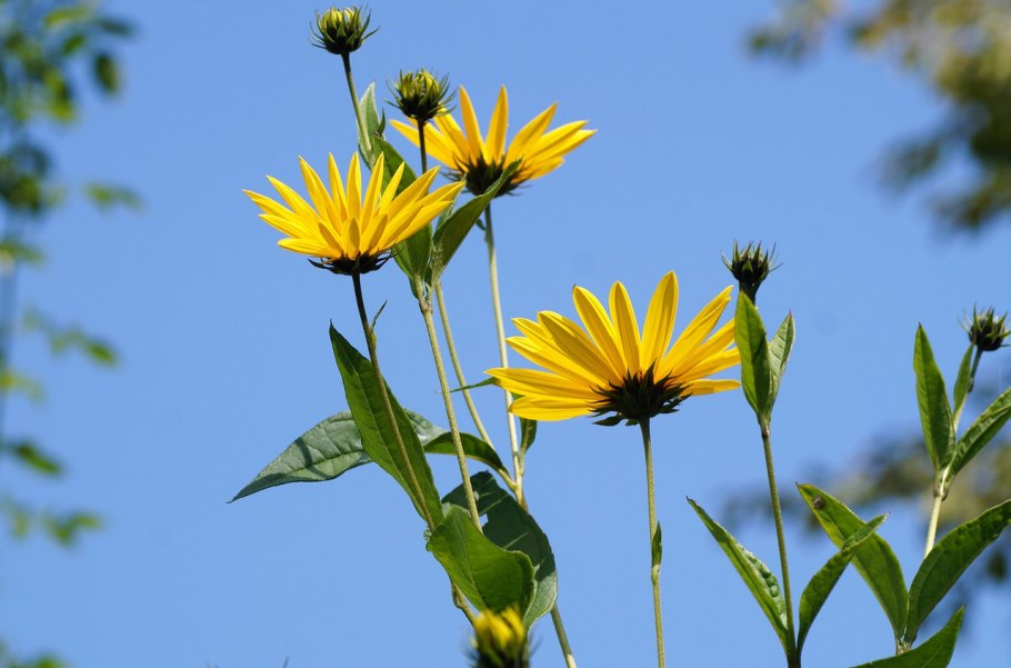 Инулин топинамбур