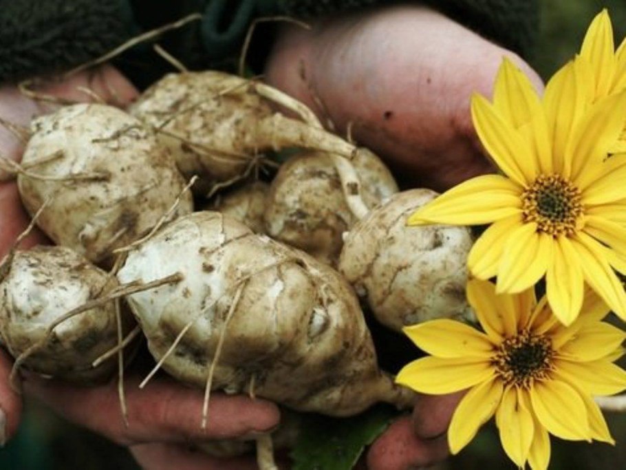 Топинамбур таблетки