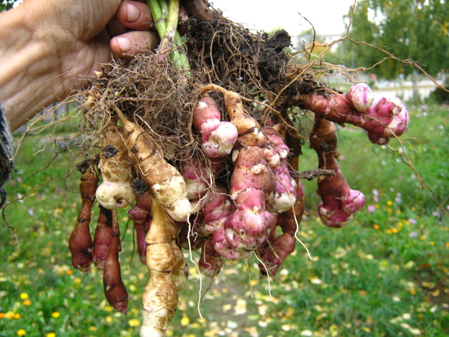 Иерусалимский топинамбур