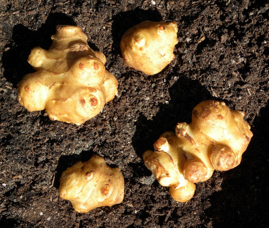 Земляная груша топинамбур
