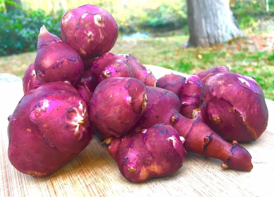 Топинамбур скороспелка