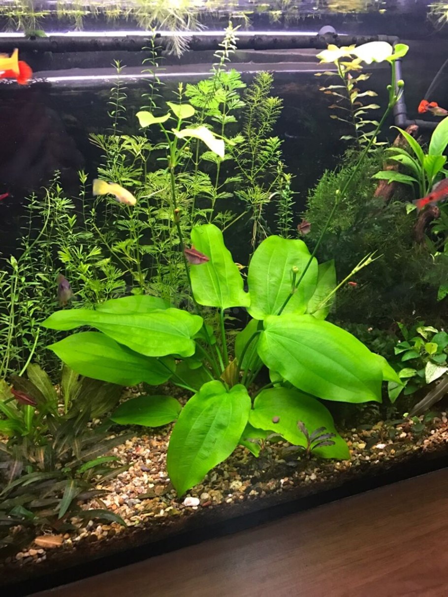 Людвигия ползучая