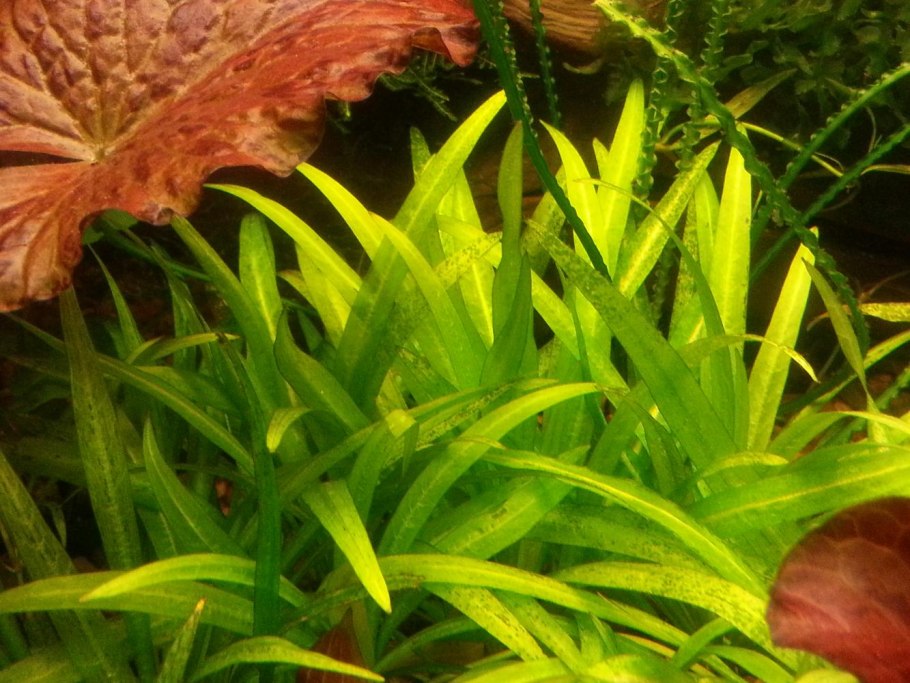 Анубиас для аквариума