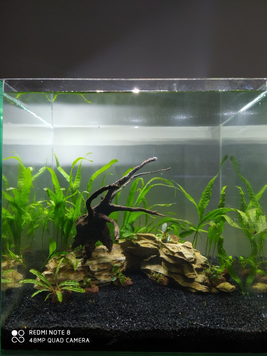 Дефицит у аквариумных растений