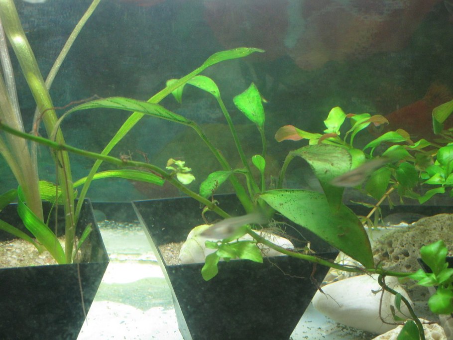 Анубиас Нана аквариумное