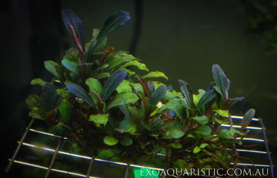 Буцефаландра artemis