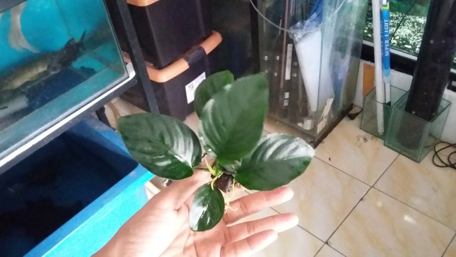 Анубиас дарк ангел