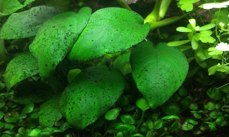 Anubias Coffefolia
