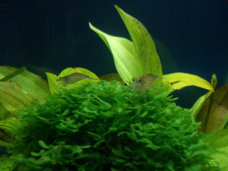Аквариумные растения с листьями