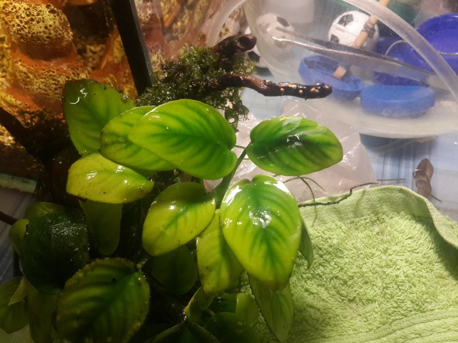 Водоросль Ксенококус