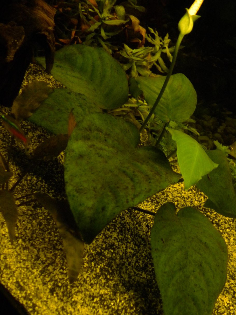 Echinodorus schlueteri