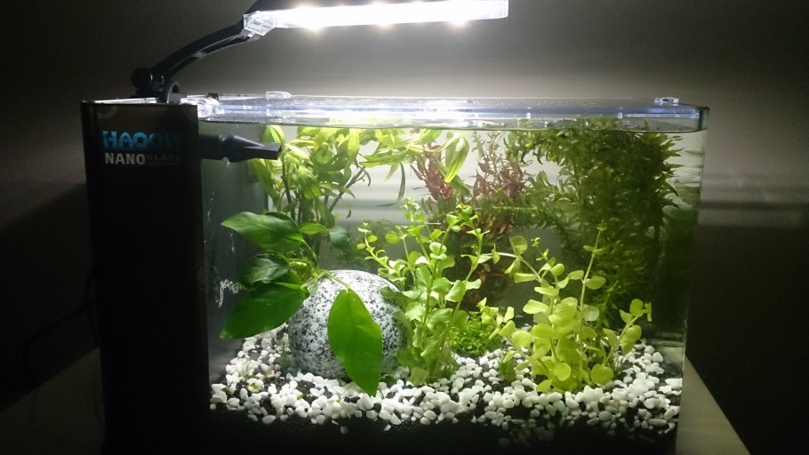 Нехватка калия у аквариумных растений