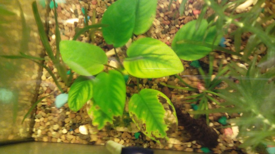 Хлороз у анубиаса