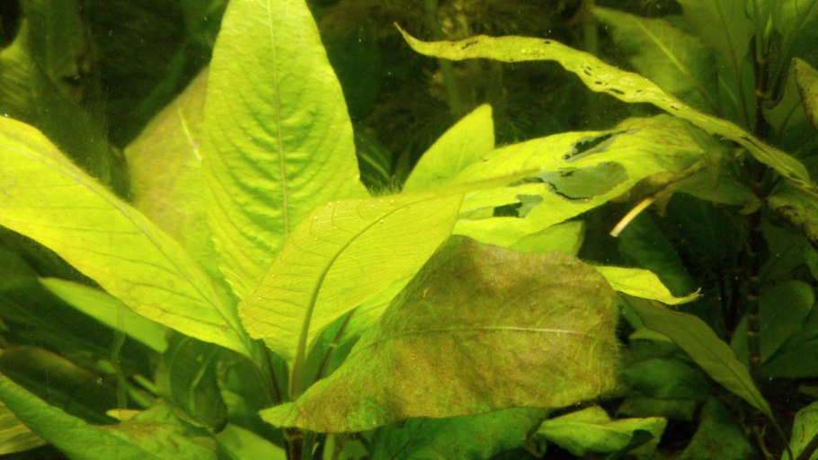 Криптокорина Вендта Нана