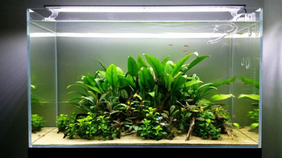 Аквариумные растения каталог с фотографиями