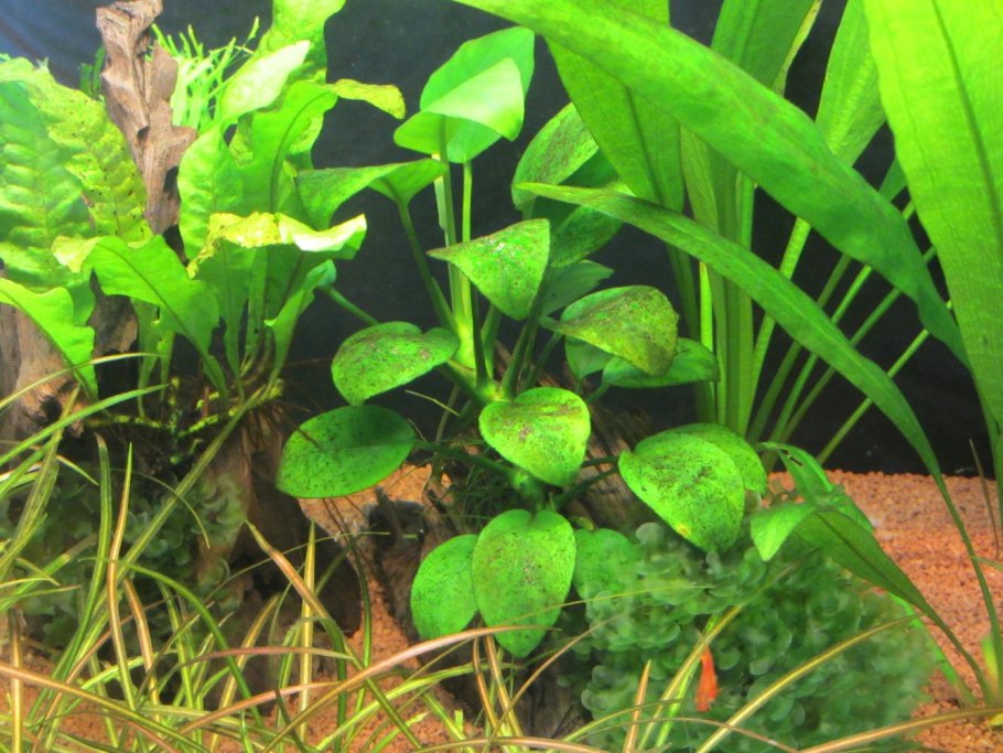 Анубиас желтеют листья