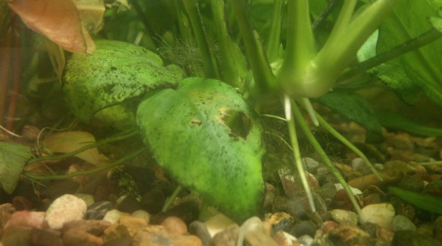 Криптокорина понтедериеволистная (Cryptocoryne pontederiifolia)