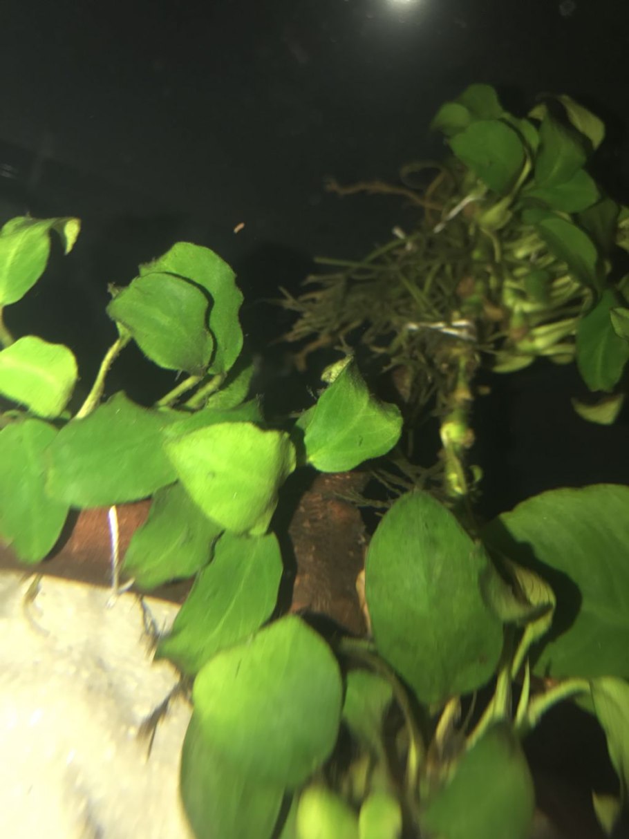 Схема подкормки рассады перца