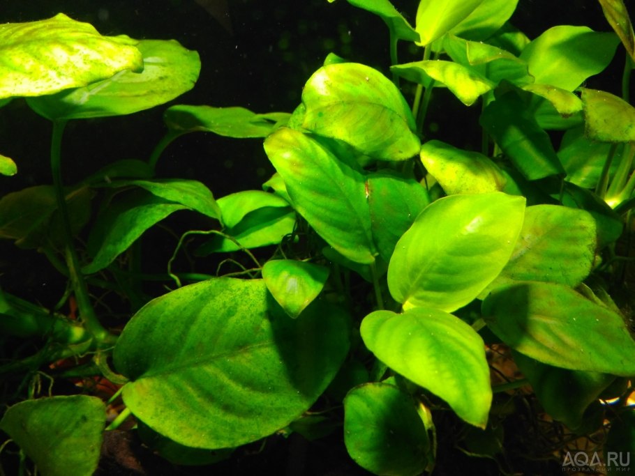 Криптокорина Вендта Лютея