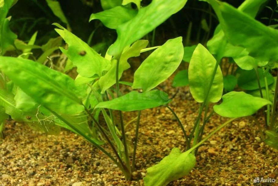 Криптокорина Валкера