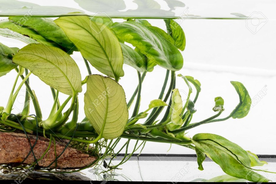 Анубиас длиннолистная