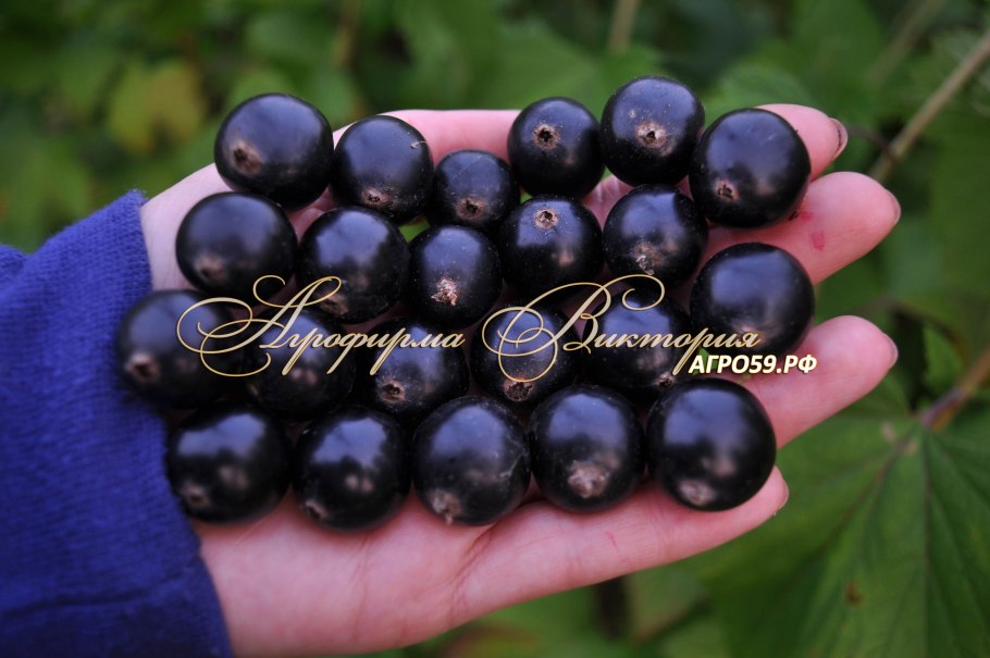 Смородина черная – ribes nigrum