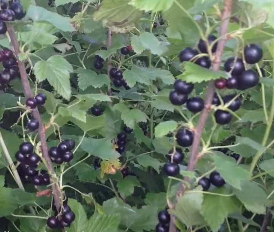 Смородина черная Геркулес