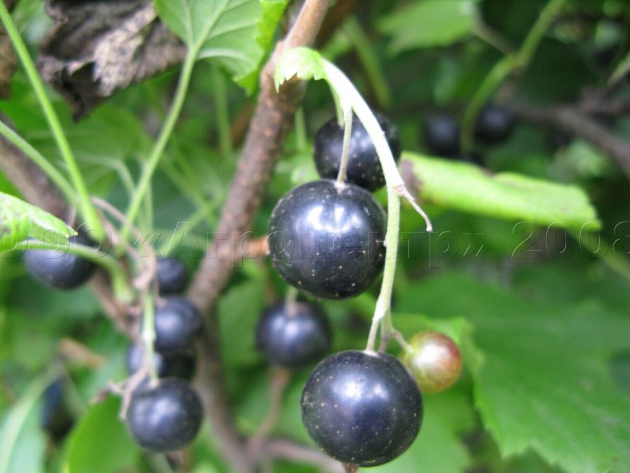 Кент смородина